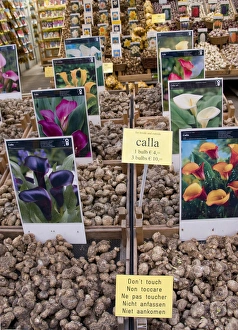 Images Dated 6th September 2007: Crates of assorted Calla Lily bulbs at the Bloemenmarket