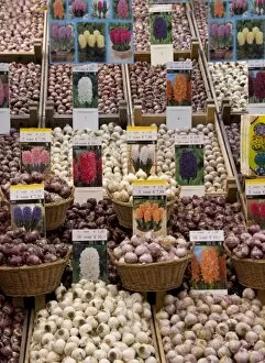 Crates of assorted hyacinth bulbs at the Bloemenmarket