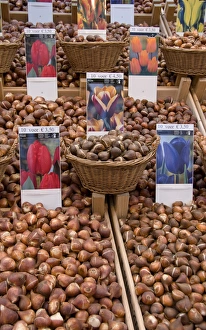 Images Dated 6th September 2007: Crates of assorted tulip bulbs at the Bloemenmarket