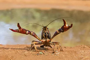 Crayfish in defensive posture