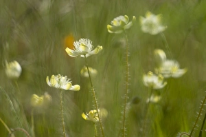 Gentle Prints: Cream cups, California Central Coast, near Paso Robles, California