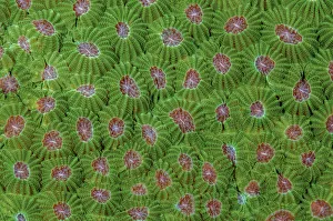 Oceania Prints: Credit as: Jones & Shimlock / Jaynes Gallery / DanitaDelimont