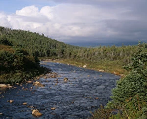 Images Dated 3rd November 2004: Creek flowing through Spruce tree forest in Gros Morne Nat l Park, NewFoundland