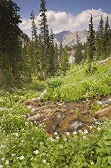 Alta Prints: Creek above Red Pine Lake and Heartleaf bittercress (Cardamine cordifolia) Wildflowers