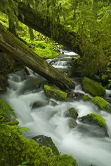 Images Dated 22nd May 2006: Creek in Sol Duc Drainage, Olympic National Park, Washington, US