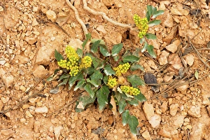 Images Dated 12th September 2024: Creeping Barberry (Berberis repens)Bryce Canyon National Park, Utah, US