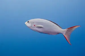 Creole Fish or Gringo (Paranthias colonus) Central Isles, Galapagos Islands, Ecuador