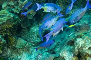 Images Dated 7th May 2004: Creole Wrasse (Clepticus parrae) Hol Chan Marine Preserve, Belize Barrier Reef-2nd