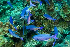 Images Dated 7th May 2004: Creole Wrasse (Clepticus parrae) Hol Chan Marine Preserve, Belize Barrier Reef-2nd