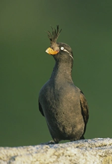 Auklet Prints: Crested Auklet, (Aethia cristatella)