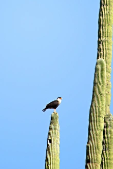 Crested Caracara (Caracara cheriway), perched on a saguaro cactus
