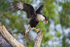 South Texas Prints: Crested Caracara (Caracara cheriway) adult, landing with wings beating, Hidalgo county, s