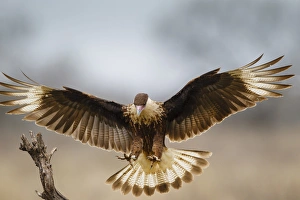 Hidalgo County Prints: Crested Caracara (Caracara cheriway) landing