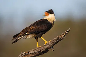 Images Dated 28th December 2015: Crested Caracara (Caracara cheriway) perched