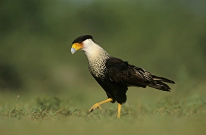 Crested Caracara, Caracara plancus, adult walking, Starr County, Rio Grande Valley