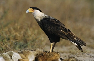 Farm Land Prints: Crested Caracara, Caracara plancus, adult walking, Starr County, Rio Grande Valley
