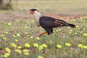 Ground Prints: Crested caracara with full crop on the ground among yellow flowers