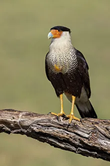 Falcon Prints: Crested caracara with full crop, Rio Grande Valley, Texas