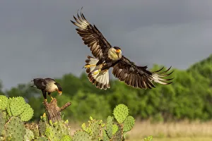 Falcon Prints: Crested caracara in flight, Rio Grande Valley, Texas