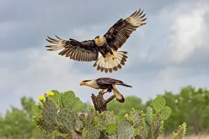 Falcon Prints: Crested caracara in flight, Rio Grande Valley, Texas