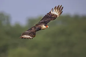 Falcon Prints: Crested caracara flying. Rio Grande Valley, Texas