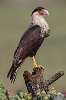 Falcon Prints: Crested caracara perched. Rio Grande Valley, Texas