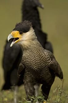 Images Dated 31st May 2004: Crested Caracara, Polyborus plancus, as it scans ground for food. Pantanal, Brazil