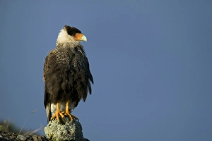 Crested Caracara, Polyborus plancus. Perched as it scans ground for food. Pantanal, Brazil