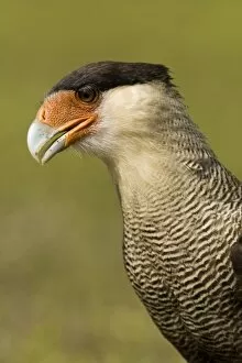 Images Dated 31st May 2004: Crested Caracara, Polyborus plancus, as it scans ground for food. Pantanal, Brazil