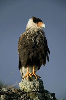 Crested Caracara, Polyborus plancus. Perched as it scans ground for food. Pantanal, Brazil