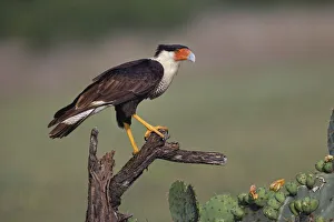 Falcon Prints: Crested caracara. Rio Grande Valley, Texas