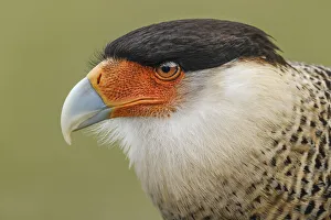 Crested caracara, south Florida