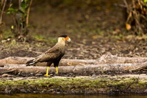 Images Dated 31st August 2015: A crested caracara walks along a river bank in the Brazilian Pantanal with a reflection showing on the brown river