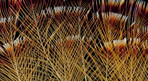 Images Dated 22nd November 2011: Crested Crown Feathers of Guianan Rupicola or Cock-of-the-Rock