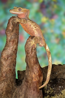 Images Dated 14th September 2024: Crested gecko