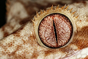 Reptile Prints: Crested gecko eyeball close-up, native to New Caledonia