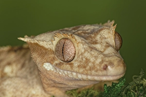 Reptile Prints: Crested gecko, native to New Caledonia