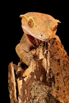 Crested Gecko, Rhacodactylus ciliatus, Native to New Caledonia