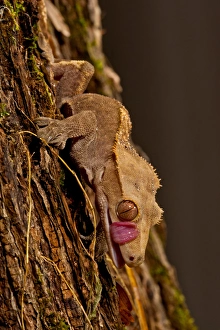 Crested Gecko, Rhacodactylus ciliatus, Native to New Caledonia