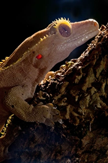Crested Gecko, Rhacodactylus ciliatus, Native to New Caledonia