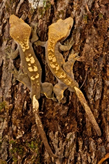 Images Dated 19th July 2009: Crested Gecko, Rhacodactylus ciliatus, Native to New Caledonia