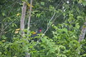 A Crested Guan (Penelope purpurascens) looks out above thick foliage of the Rainforest