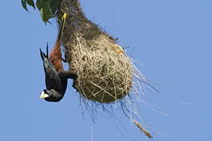Images Dated 9th February 2017: Crested oropendola hanging on side of nest