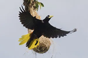 Crested oropendola leaving nest
