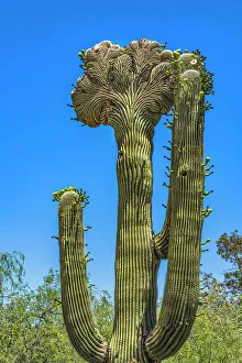 Needle Prints: Crested Saguaro blooming, Desert Botanical Garden, Phoenix, Arizona