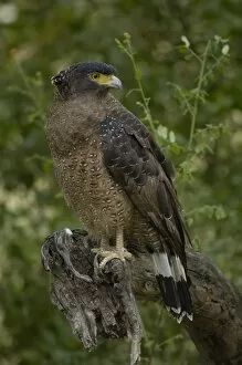 Crested Serpent Eagle (Spilornis cheela). Bharatpur or Keoladeo Ghana Sanctuary. Rajasthan