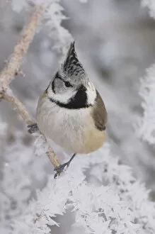Images Dated 21st December 2005: Crested Tit, Parus cristatus, adult on branch with frost by minus 15 Celsius, Lenzerheide