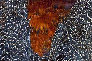 Images Dated 5th November 2011: Crestless Fireback Pheasant breast and Wing Feathers