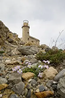 Crete Prints: Crete. Greece. Europe. Derelict lighthouse above blooming phlox at Cape Agios Ioannis
