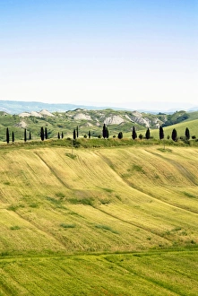 Harvest Prints: Crete senesi area, near Asciano, Siena Province, Siena, Tuscany, Italy, Europe